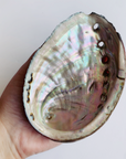 Abalone Shell