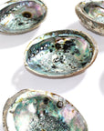 Abalone Shell